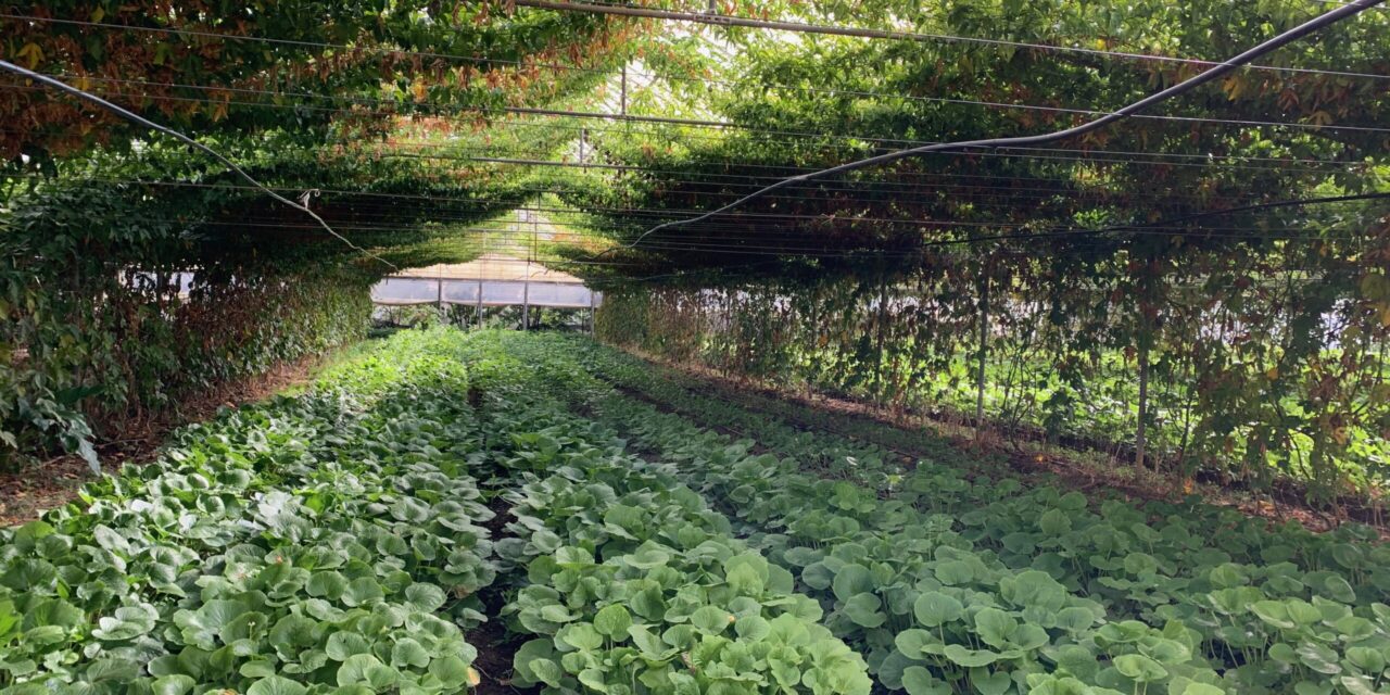 Watsonville’s Whiskey Hill Farm Explored