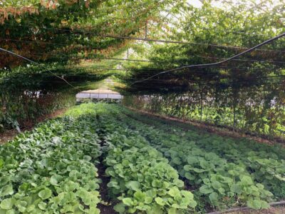 Gardening in a greenhouse