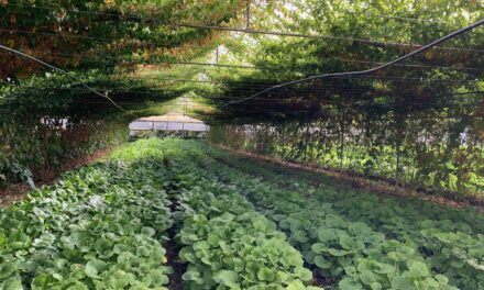 Watsonville’s Whiskey Hill Farm Explored