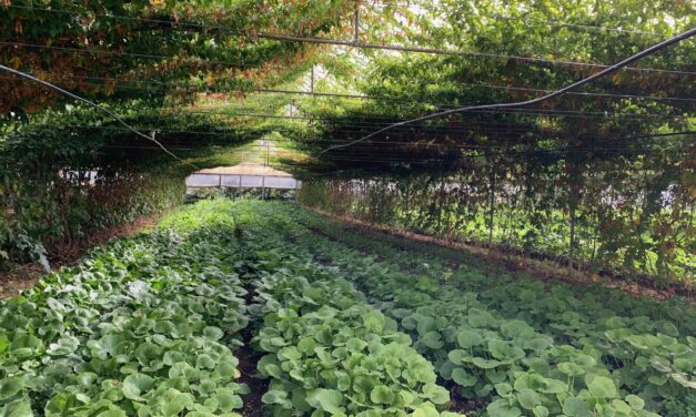 Watsonville’s Whiskey Hill Farm Explored