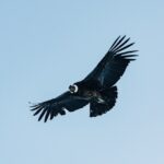 FirstPersonSingular: Bahia Brunelle - California Condor