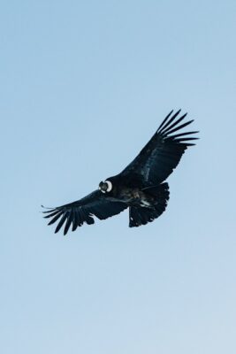 FirstPersonSingular: Bahia Brunelle - California Condor