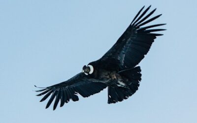 FirstPersonSingular: Bahia Brunelle – California Condor