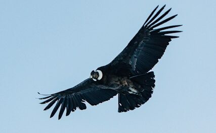FirstPersonSingular: Bahia Brunelle – California Condor