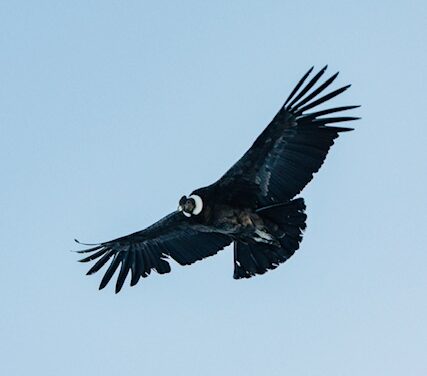FirstPersonSingular: Bahia Brunelle – California Condor