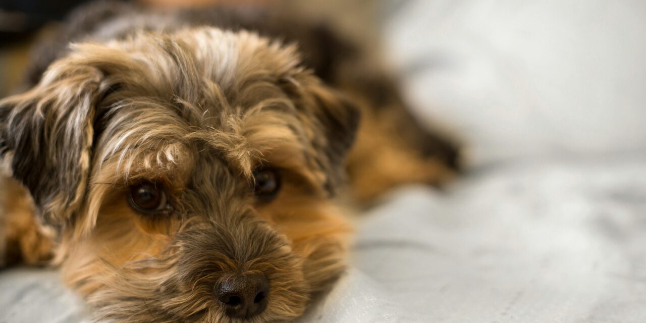 FirstPersonSingular: Gretchen Gudenkauf – Gumba