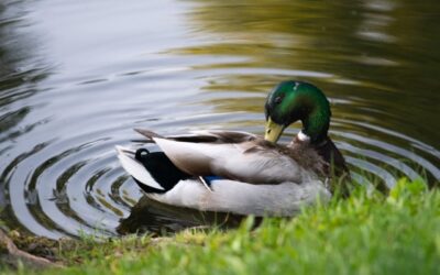 FirstPersonSingular: Bahia Brunelle – Duck Pond