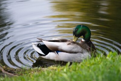 FirstPersonSingular: Bahia Brunelle - Duck Pond