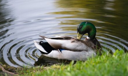 FirstPersonSingular: Bahia Brunelle – Duck Pond