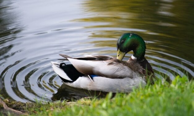 FirstPersonSingular: Bahia Brunelle – Duck Pond