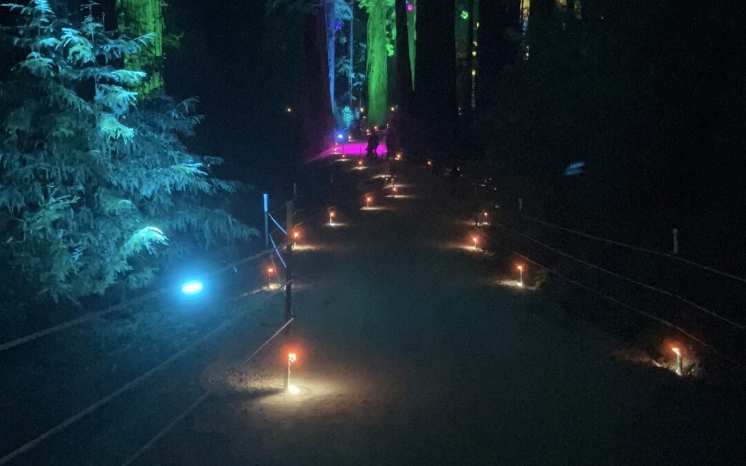 Sequoias at Night-A Walk in the (Lighted)Woods