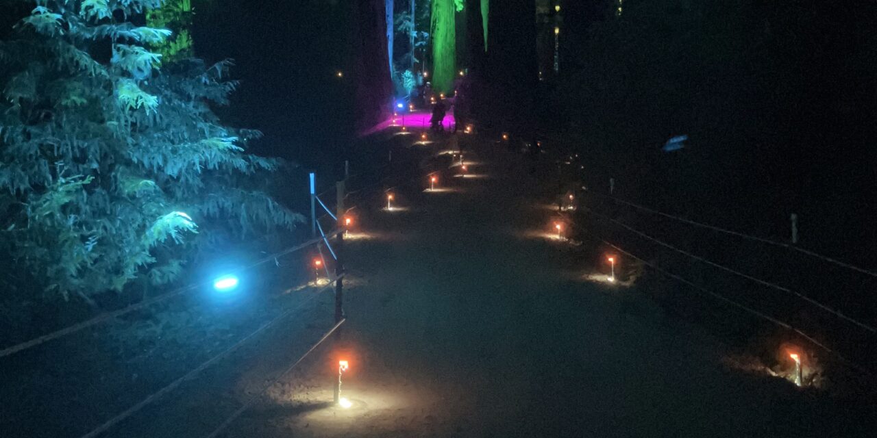 Sequoias at Night-A Walk in the (Lighted)Woods