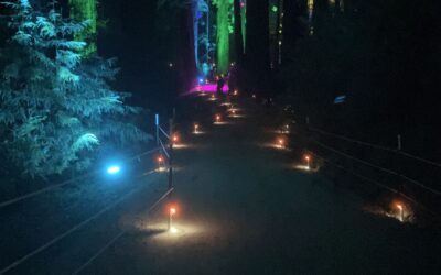 Sequoias at Night-A Walk in the (Lighted)Woods