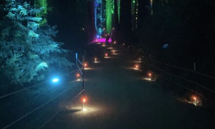 Sequoias at Night-A Walk in the (Lighted)Woods