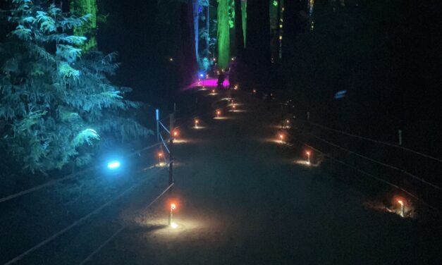 Sequoias at Night-A Walk in the (Lighted)Woods