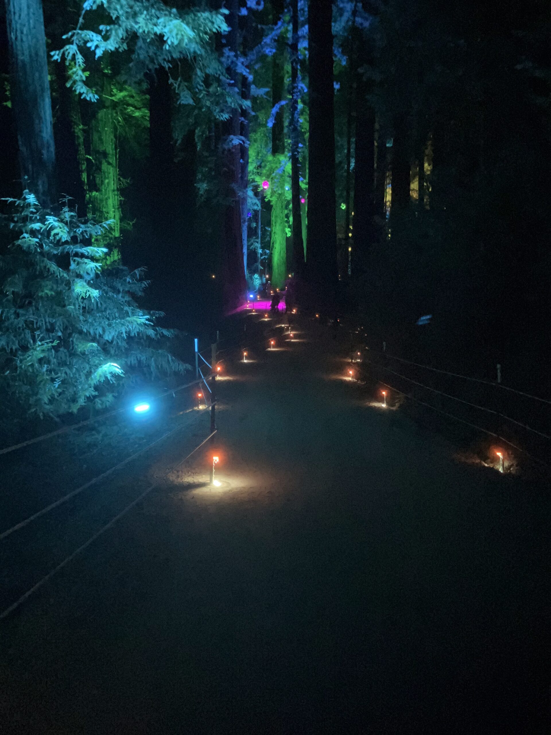 Sequoias at Night-A Walk in the (Lighted)Woods