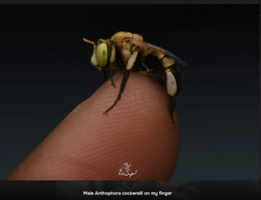 bee on finger