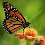 FirstPersonSingular: Bahia Brunelle - Majestic Monarch