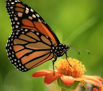 FirstPersonSingular: Bahia Brunelle – Majestic Monarch