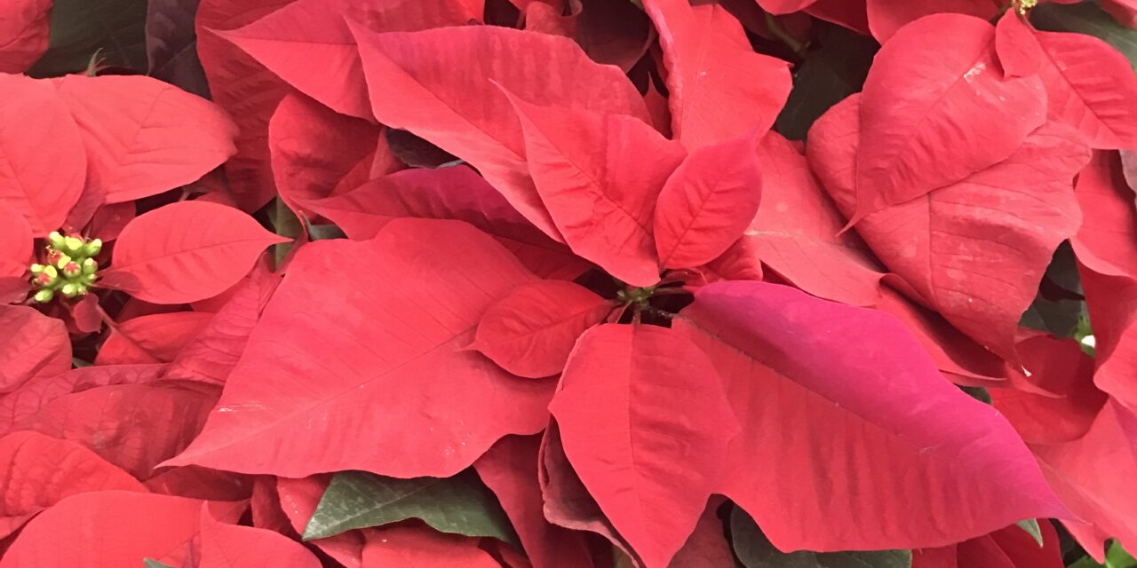 Hilarious Chat About Holiday Plants