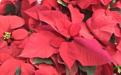 Hilarious Chat About Holiday Plants