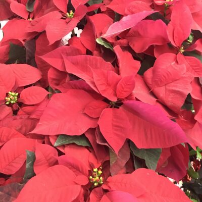 Hilarious Chat About Holiday Plants