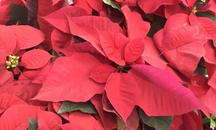 Hilarious Chat About Holiday Plants