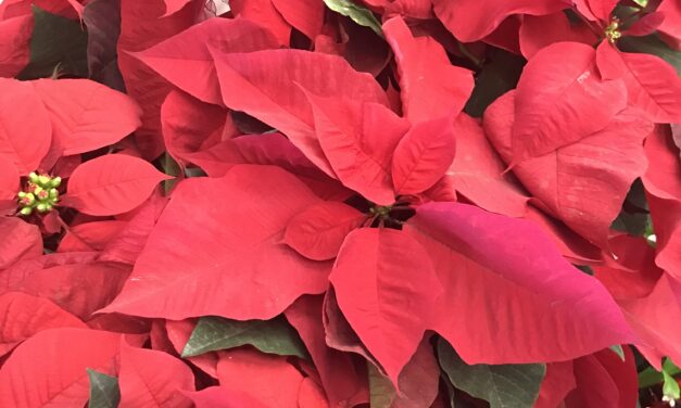 Hilarious Chat About Holiday Plants