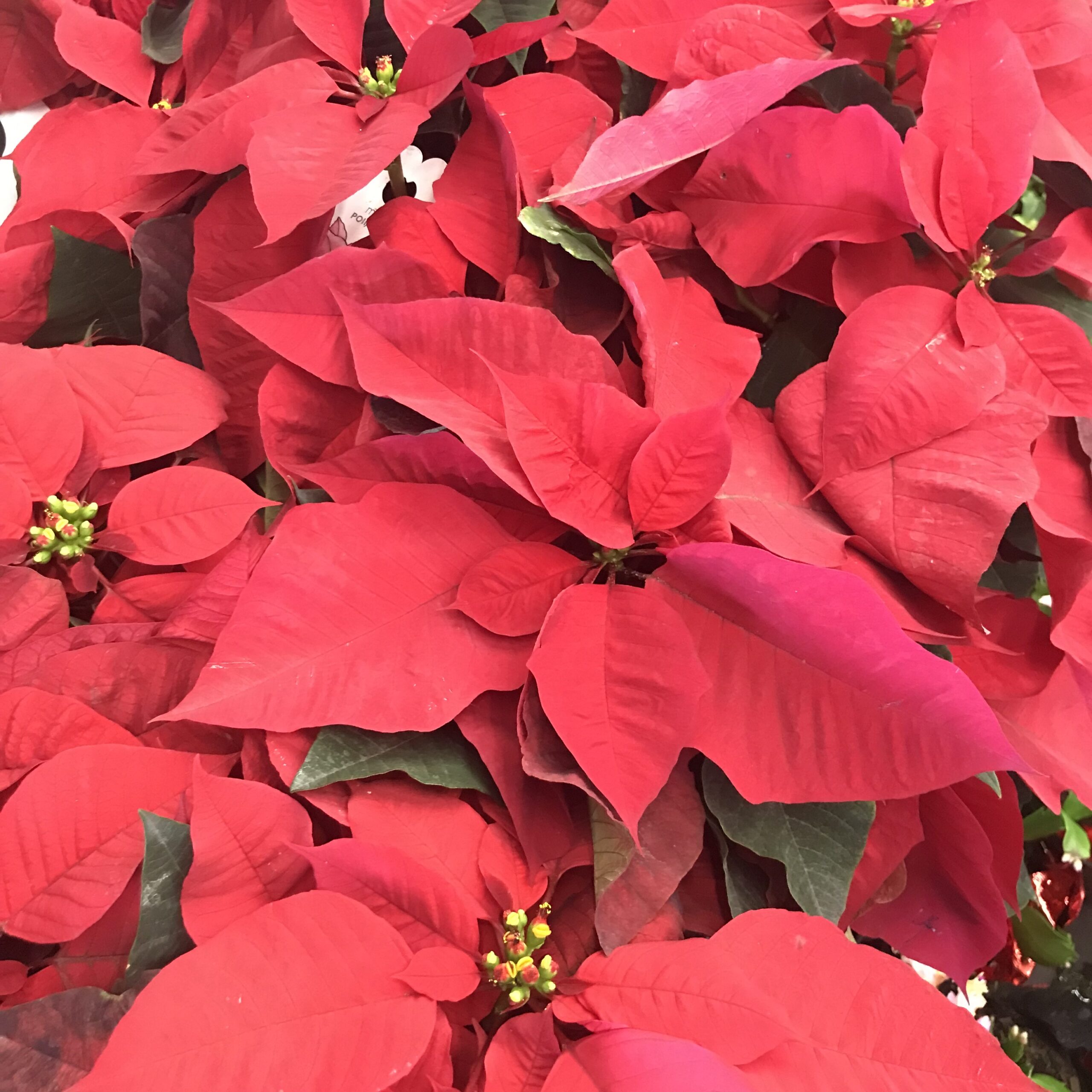 Hilarious Chat About Holiday Plants