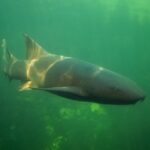 FirstPersonSingular: Meade Fischer - Shark Fin