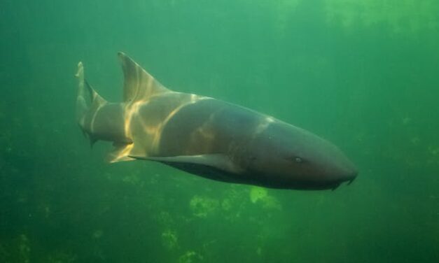 FirstPersonSingular: Meade Fischer – Shark Fin