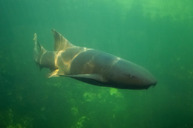 FirstPersonSingular: Meade Fischer – Shark Fin