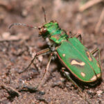 FirstPersonSingular: Tara Cornelisse - Ohlone Tiger Beetle