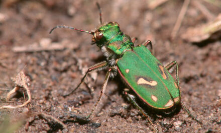 FirstPersonSingular: Tara Cornelisse – Ohlone Tiger Beetle