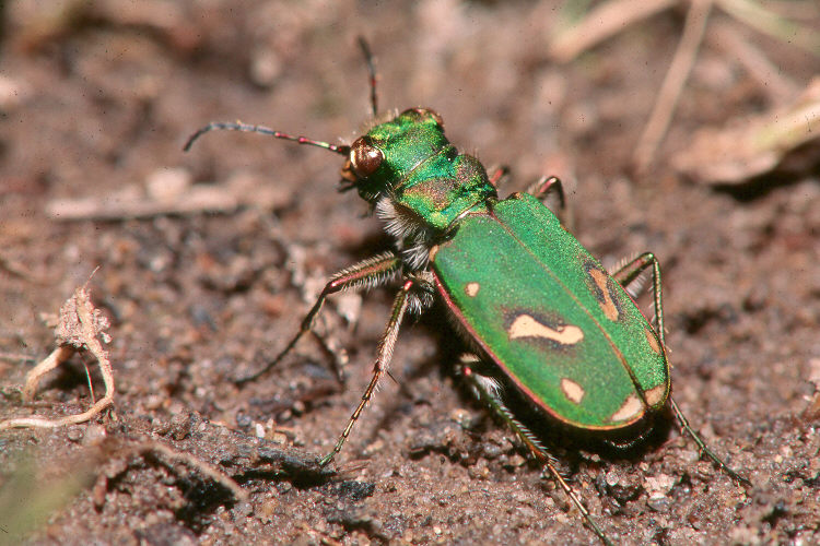 FirstPersonSingular: Tara Cornelisse – Ohlone Tiger Beetle