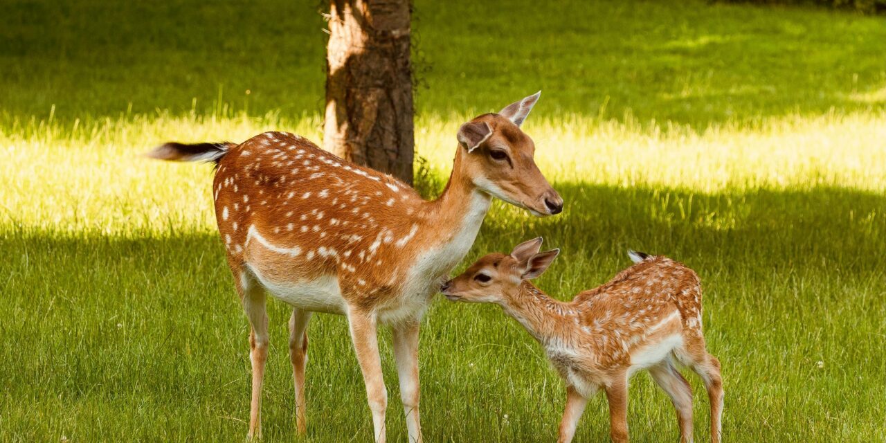 FirstPersonSingular: Karen Ehrlich – Mountain Neighbors