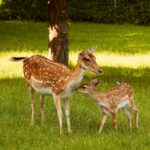 FirstPersonSingular: Karen Ehrlich - Mountain Neighbors