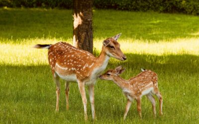 FirstPersonSingular: Karen Ehrlich – Mountain Neighbors