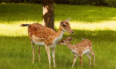 FirstPersonSingular: Karen Ehrlich – Mountain Neighbors