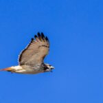 FirstPersonSIngular: Meade Fischer - The Best of All Worlds