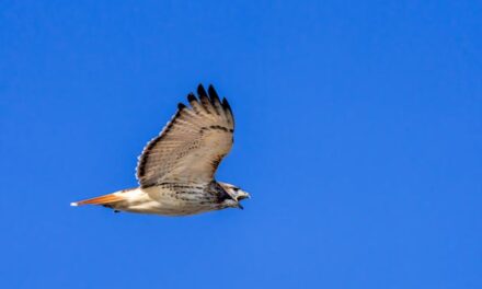 FirstPersonSIngular: Meade Fischer – The Best of All Worlds