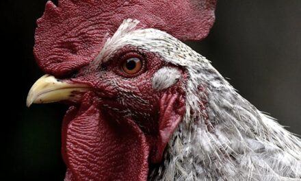 FirstPersonSingular: Andrea Jones – Rocco the Rooster