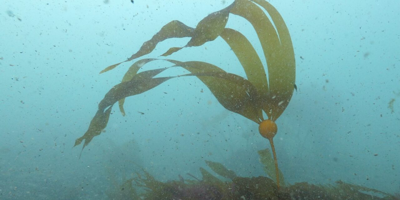 Documentary Sequoias of the Sea Calls for Kelp Help