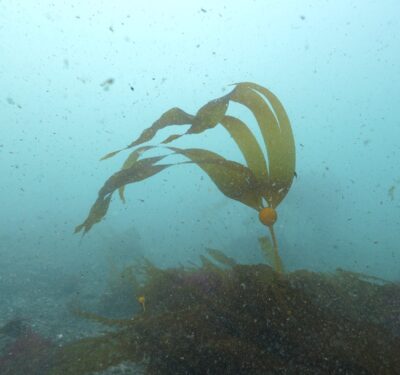 Documentary Sequoias of the Sea Calls for Kelp Help